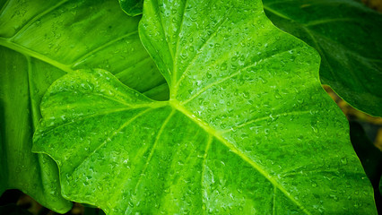  water on leave background, Green leaf, nature background, 