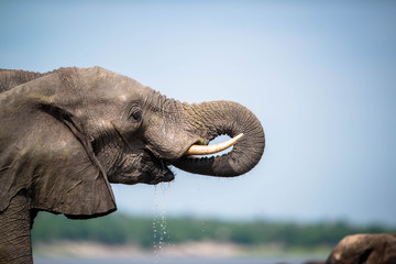 Elephant Drinking Water
