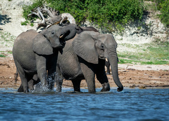 elephants in water