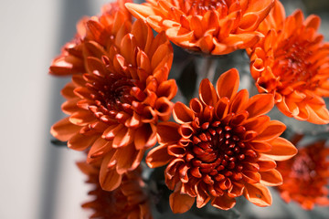 Picture of Orange-yellowish Daisy Flower