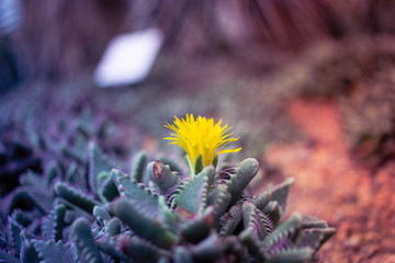 Flower of Cactus in Flower Park