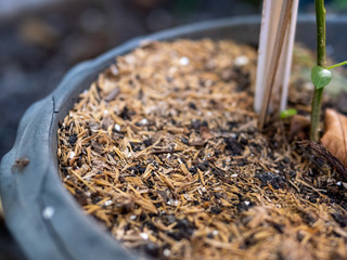 Rice bran in a tree pot