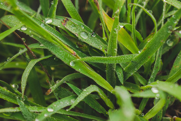 Beautiful natural background of green grass with dew and water drops.