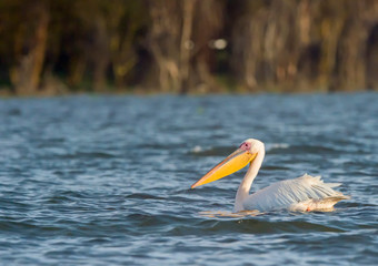 Great White Pelican swimming in Lake Naivasha, Kenya, Africa