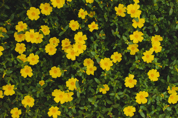 Yellow flowers with green leaves,Flower pattern natural color of flowers texture yellow and green leaf background.