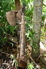 local plants in a garden