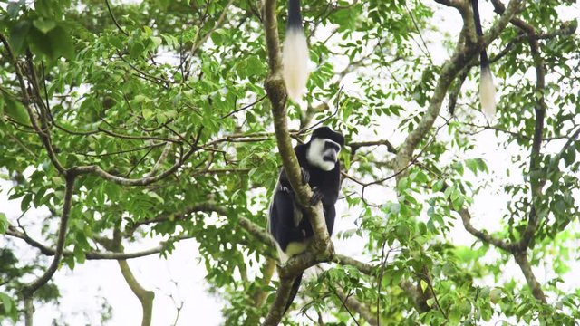 Monkey sitting in tree in Kibale forest surrounded by lush greenery