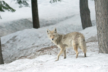 Coyote in Snow looking at camera