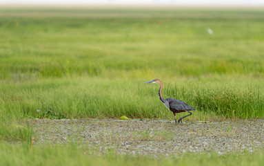 Obraz na płótnie Canvas Goliath heron searching for food in the Marshes of Amboseli National Park, Kenya, Africa