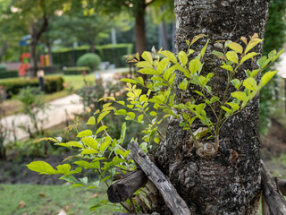 Green leaves insert on a tree in a public park