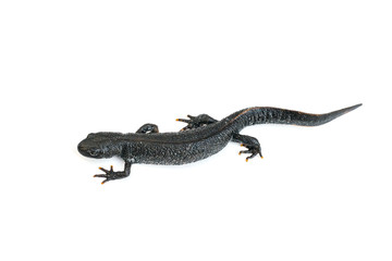 A creeping curving black newt isolated on a white background. The view from the top.