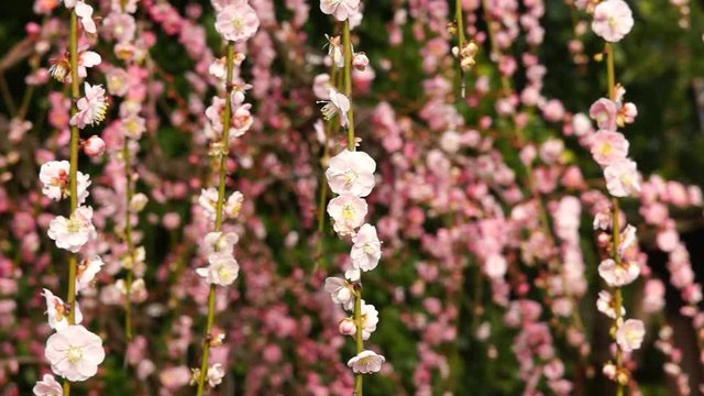 「しだれ梅」の写真素材 | 5,308件の無料イラスト画像 | Adobe Stock