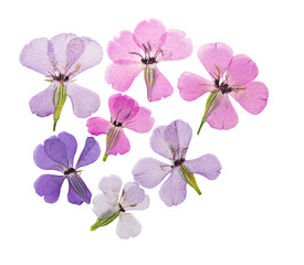 Pressed and dried flowers viscaria. Isolated on white background. For use in scrapbooking,...