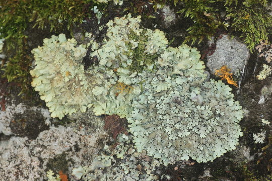 Patterns of Foliose lichen Flavoparmelia caperata with leaf-like structures. Foliose lichen Flavoparmelia caperata with leaf-like structures is a composite organism that arises from algae or cyano
