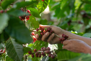 coffee plantation