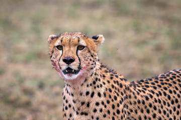 Close up of a cheetah with blood on its face after feeding on a recent kill.  Image taken in the Masai Mara, Kenya.	