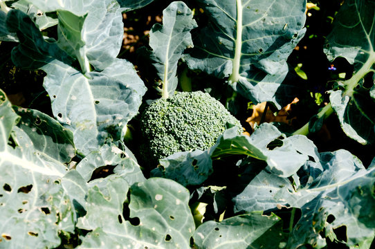 ブロッコリー畑 Photos Royalty Free Images Graphics Vectors Videos Adobe Stock