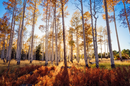 Fall Aspen trees in a forest with sunlight