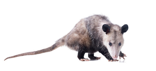 Female Virginia opossum (Didelphis virginiana) or common opossum looks at the viewer.  Isolated on white background