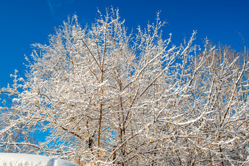 Beautiful frozen trees in Siberia