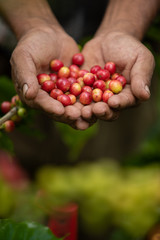 coffee plantation