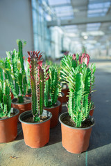 Barbed desert plant cactus and prickly pear