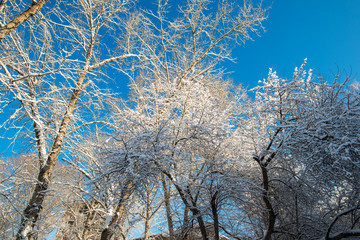 Beautiful frozen trees in Siberia