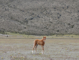 Wild foal in volcano Cotopaxi - Ecuador