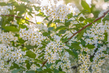 White flowers blooming bird cherry.