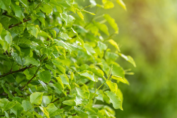 Green bushes with trimmed branches and young leaves in the sunset
