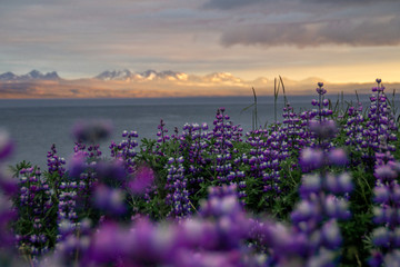Mountain landscape view with violet or purple blooming lupine flowers on foreground in Westfjords,...