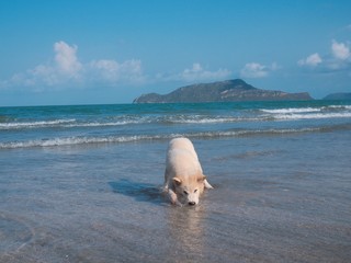 bear in water