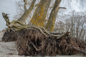 Stripped of sand and soil by hurricane and erosion branching roots and lower parts of adult trees, whose gray trunks are overgrown with yellow fungi against, overcast sky and forest in the distance