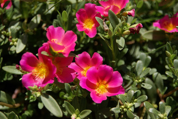 bright pink flowers with a yellow center in the green foliage