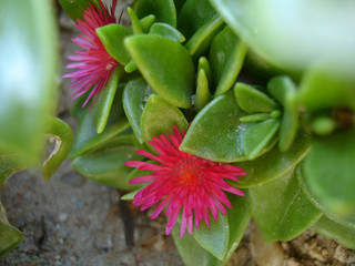 bright pink flowers with dense green leaves