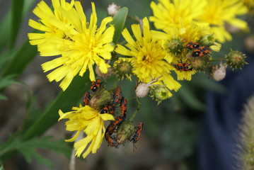 bright yellow flowers with red beetles