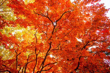 Beautiful red leaves in autumn..