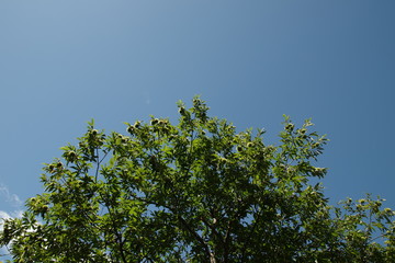 青空と栗の木