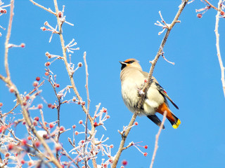 Snowy and cold winter with a bird sitting on the branches. Frozen tree branches. A tree covered with frost on a frosty winter morning. The Waxwing sitting on a tree branch with red berries. 