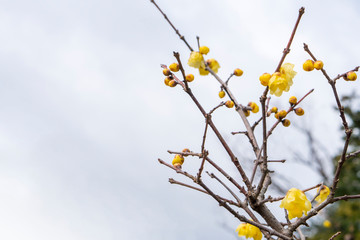 Winter sweet or Japanese allspice flowers.
