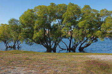 Big trees at the shore of Lake McGregor near Tekapo on South Island of New Zealand