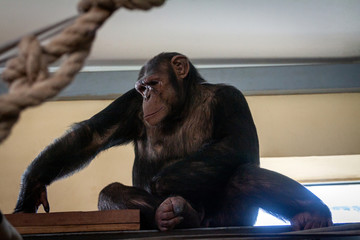 Big hairy monkey close-up
