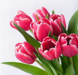 Spring banner. Purple pink tulip bouquet on the white background. Easter and spring greeting card. Woman day concept. Copyspace for text.