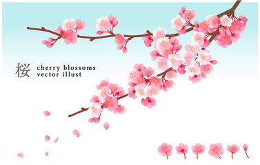 爽やかな桜のベクターイラスト