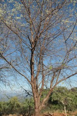 tree in spring