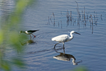 Vogelreservat Palud bei Rovinj - Seidenreiher & Stelzenläufer