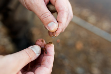 A man is fishing on the river. Fisherman on a morning fishing trip puts the bait on the hook