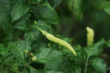 Cayenne pepper spicy green on trees with bokeh