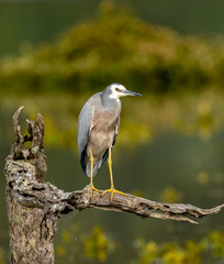 heron