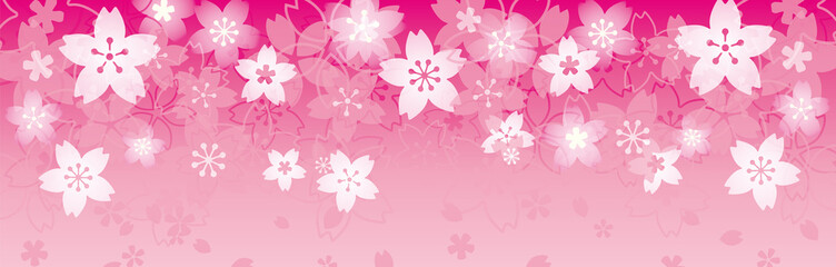 ピンクの桜バナー、背景